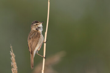 Veldrietzanger, Paddyfield Warbler, Acrocephalus agricola septimus