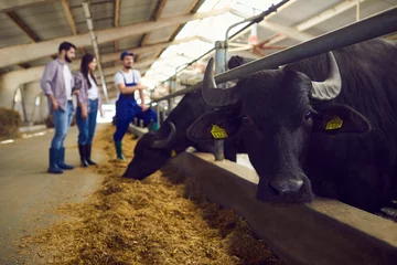 Papier Peint photo Autocollant Buffle Vache noire à cornes ou buffle regardant la caméra debout dans une écurie avec du fourrage devant
