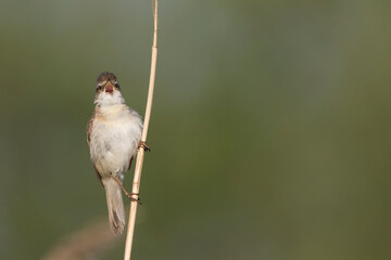 Veldrietzanger, Paddyfield Warbler, Acrocephalus agricola septimus