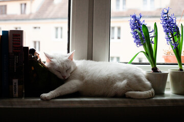 Biały kot śpiący na parapecie - obrazy, fototapety, plakaty