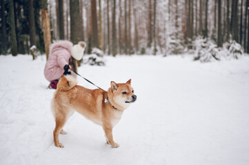 Fototapeta na wymiar Happy family weekend - little cute girl in pink warm outwear walking having fun with red shiba inu dog in snowy white cold winter forest outdoors. Kids sport vacation activities concept.
