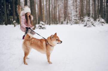 Happy family weekend - little cute girl in pink warm outwear walking having fun with red shiba inu dog in snowy white cold winter forest outdoors. Kids sport vacation activities concept.