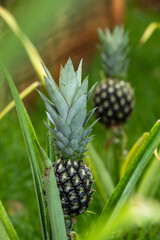 two small pineapples on the plant