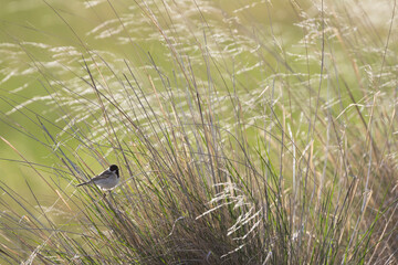Pallas' Rietgors, Pallas's Bunting, Schoeniclus pallasi