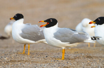 Reuzenzwartkopmeeuw, Pallas's Gull, Ichthyaetus ichthyaetus