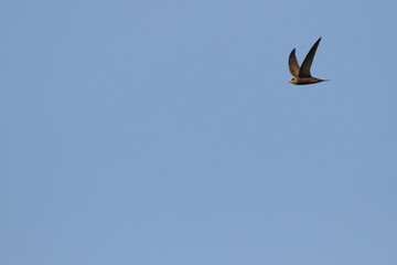 Vale Gierzwaluw, Pallid Swift, Apus pallidus pallidus