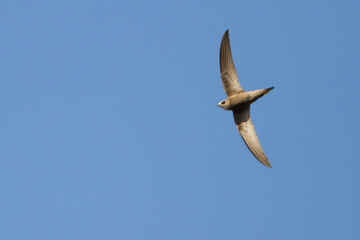 Vale Gierzwaluw, Pallid Swift, Apus pallidus pallidus