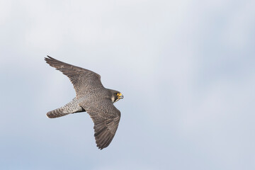 Slechtvalk, Peregrine Falcon, Falco peregrinus peregrinus
