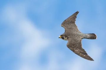 Fototapeten Slechtvalk, Peregrine Falcon, Falco peregrinus peregrinus © AGAMI