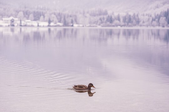 ducks on the lake winter landscape snow