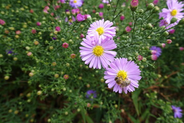 Honey bee pollinating pink flowers of Michaelmas daisies in September