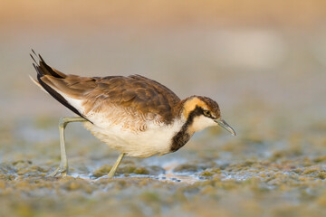 Pheasant-tailed Jacana; Hydrophasianus chirurgus