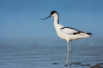 Kluut, Pied Avocet, Recurvirostra avoseta