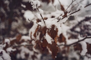 snow covered branches