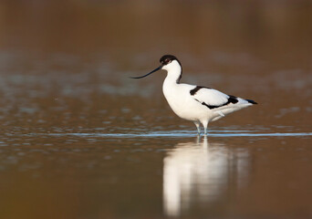 Kluut, Pied Avocet, Recurvirostra avoseta