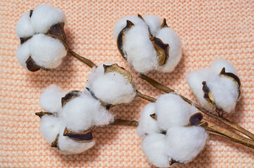 Flower, a sprig of cotton on a knitted beige background. View from above, flat lay, place to copy. Close-up.