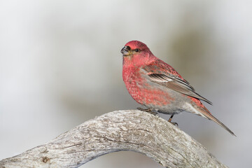 Haakbek, Pine Grosbeak, Pinicola enucleator
