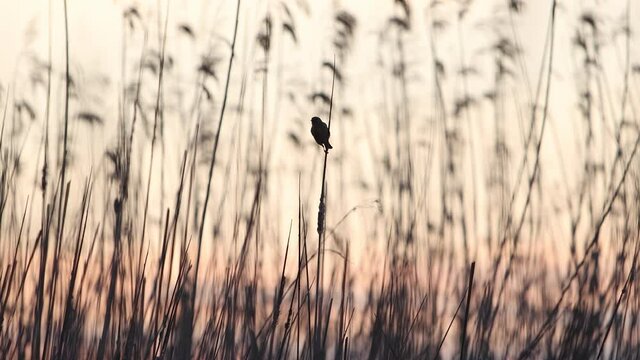 Linnet sings on a reed in the evening light