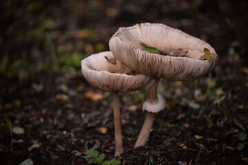 Macrolepiota procera mushrooms. huge vegan plant in the forest. the snake's hat. sponge snake