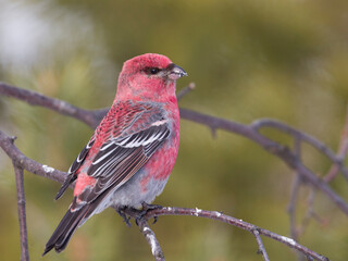 Haakbek, Pine Grosbeak, Pinicola enucleator