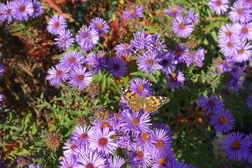 Butterfly pollinating purple flowers of Michaelmas daisies in mid October - Powered by Adobe