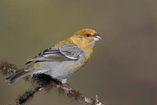 Haakbek, Pine Grosbeak, Pinicola enucleator