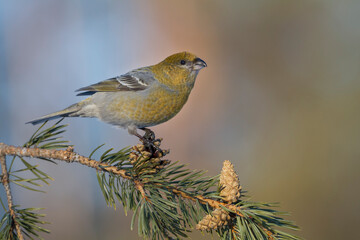 Haakbek, Pine Grosbeak, Pinicola enucleator