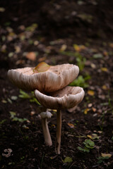 Macrolepiota procera mushrooms. huge vegan plant in the forest. the snake's hat. sponge snake
