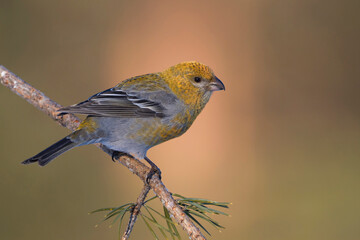 Haakbek, Pine Grosbeak, Pinicola enucleator