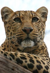 Low Angle Close-up Of Leopard Against Sky