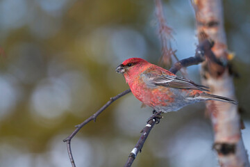 Haakbek, Pine Grosbeak, Pinicola enucleator