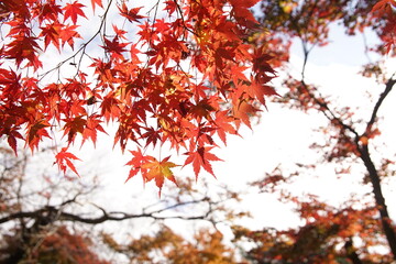 紅葉