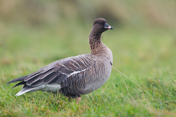Kleine Rietgans, Pink-footed Goose, Anser brachyrhynchus