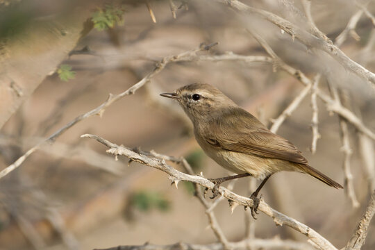 Plain-leaf Warbler, Phylloscopus neglectus