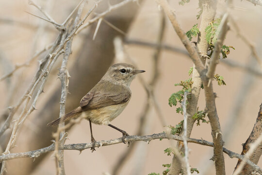 Plain-leaf Warbler, Phylloscopus neglectus