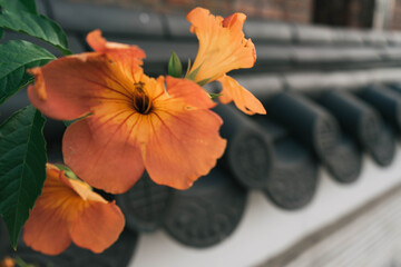 korean traditional wall with a foreground flower