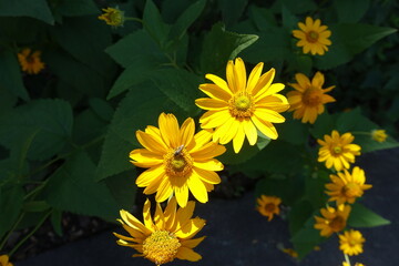 Obraz premium Little insect pollinating yellow flowers of Heliopsis helianthoides in July