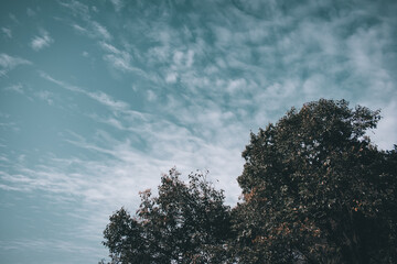 picture of dark blue sky with white cloud lines and trees in evening
