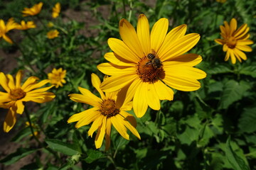 Small bee pollinating yellow flower of Heliopsis helianthoides in mid June