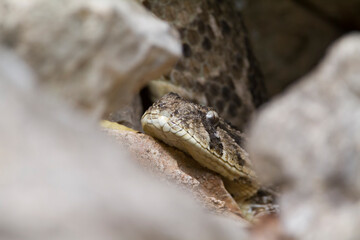 Puff Adder, Bitis arietans