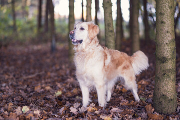 golden retriever in the park