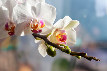 A branch of a white orchid. Selective focus.