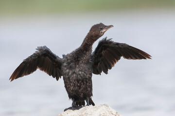 Dwergaalscholver, Pygmy Cormorant, Microcarbo pygmaeus