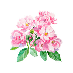 Watercolor botanical illustration with hand painted pink flowers