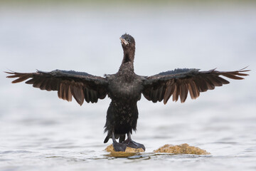 Dwergaalscholver, Pygmy Cormorant, Microcarbo pygmaeus