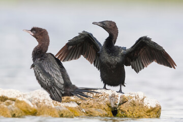 Dwergaalscholver, Pygmy Cormorant, Microcarbo pygmaeus