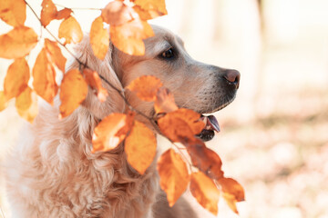 golden retriever dog