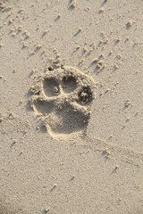 dog paw in sand