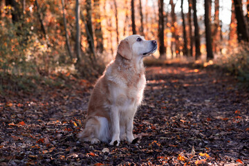 dog in the autumn woods