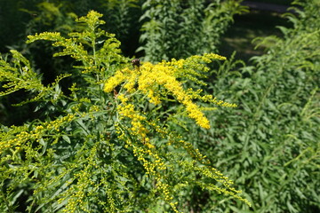 Insect pollinating yellow flowers of Solidago canadensis in July